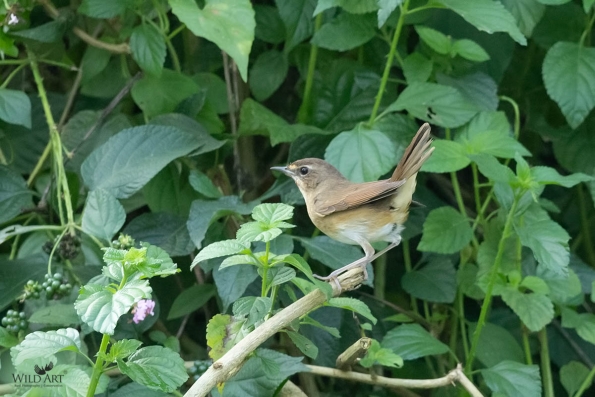 Old World Flycatchers (Muscicapidae)