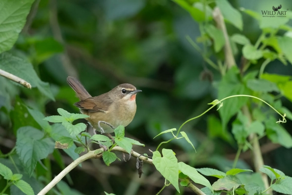 Old World Flycatchers (Muscicapidae)