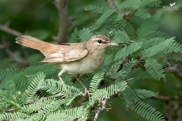 Old World Flycatchers (Muscicapidae)