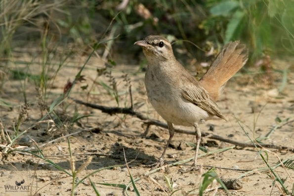 Old World Flycatchers (Muscicapidae)
