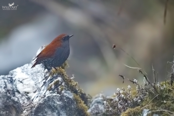 Old World Flycatchers (Muscicapidae)