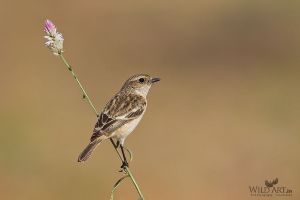 Old World Flycatchers (Muscicapidae)