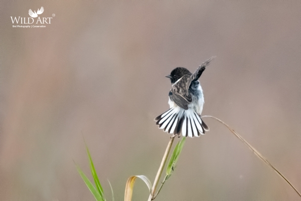 Old World Flycatchers (Muscicapidae)