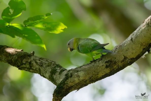 Old World Parrots (Psittaculidae)