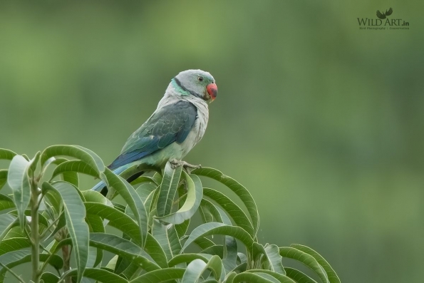 Old World Parrots (Psittaculidae)