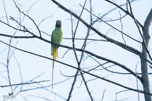 Old World Parrots (Psittaculidae)