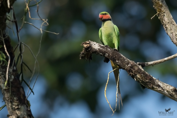 Old World Parrots (Psittaculidae)