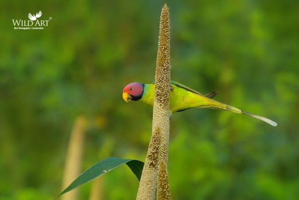 Old World Parrots (Psittaculidae)