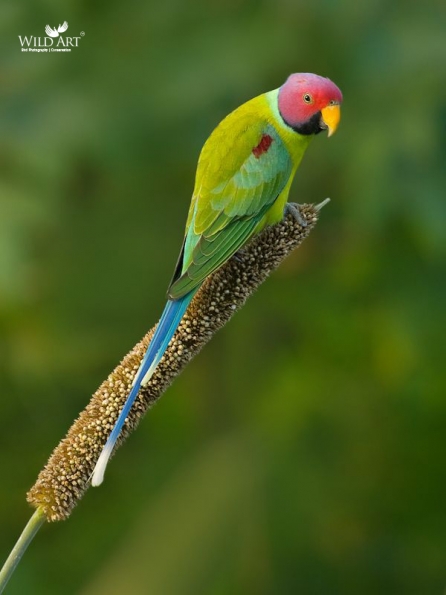 Old World Parrots (Psittaculidae)