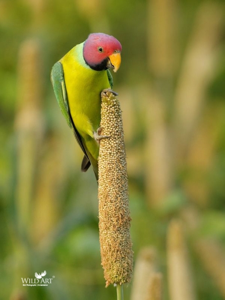 Old World Parrots (Psittaculidae)