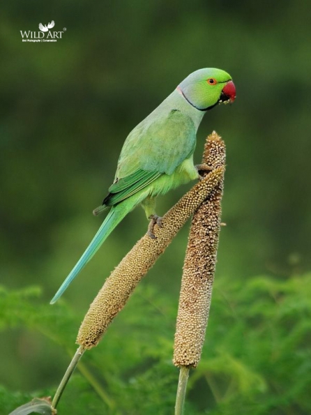 Old World Parrots (Psittaculidae)