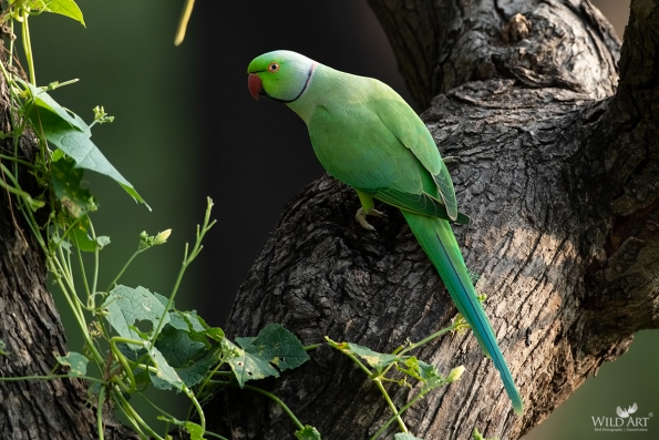 Old World Parrots (Psittaculidae)