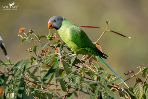 Old World Parrots (Psittaculidae)