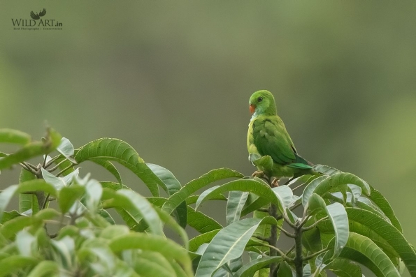 Old World Parrots (Psittaculidae)