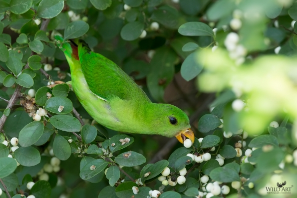 Old World Parrots (Psittaculidae)