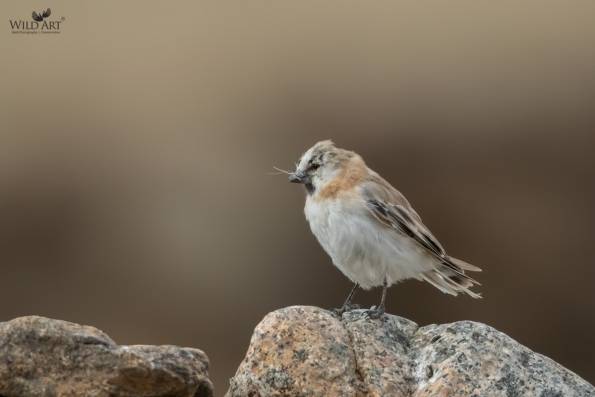Old World Sparrows, Snowfinches (Passeridae)