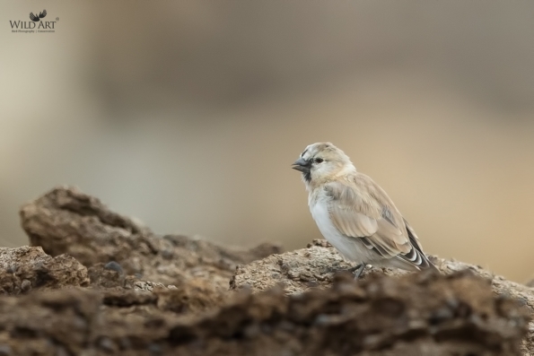Old World Sparrows, Snowfinches (Passeridae)