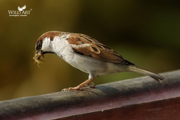 Old World Sparrows, Snowfinches (Passeridae)
