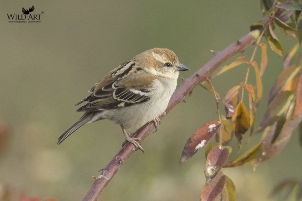 Old World Sparrows, Snowfinches (Passeridae)