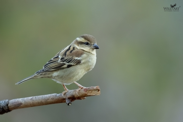 Old World Sparrows, Snowfinches (Passeridae)