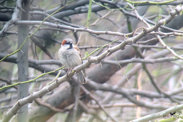Old World Sparrows, Snowfinches (Passeridae)