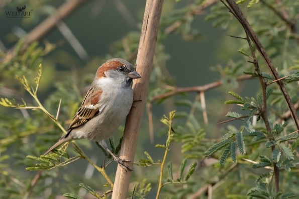 Old World Sparrows, Snowfinches (Passeridae)