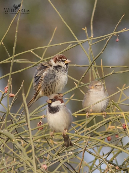 Old World Sparrows, Snowfinches (Passeridae)