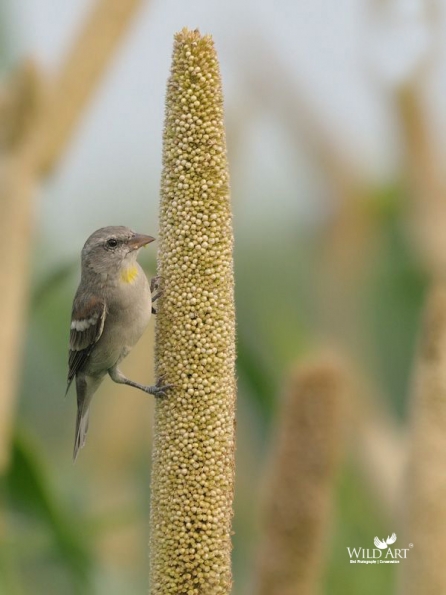 Old World Sparrows, Snowfinches (Passeridae)