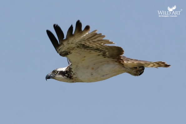 Ospreys (Pandionidae)