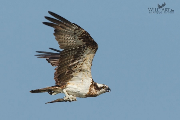 Ospreys (Pandionidae)