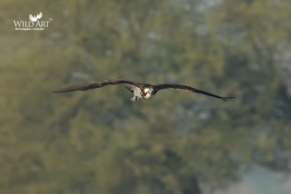 Ospreys (Pandionidae)