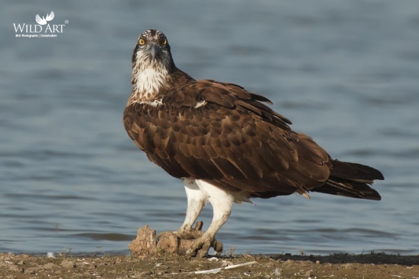 Ospreys (Pandionidae)