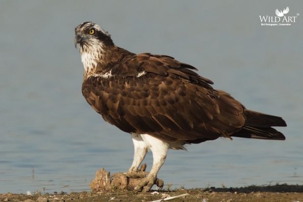 Ospreys (Pandionidae)