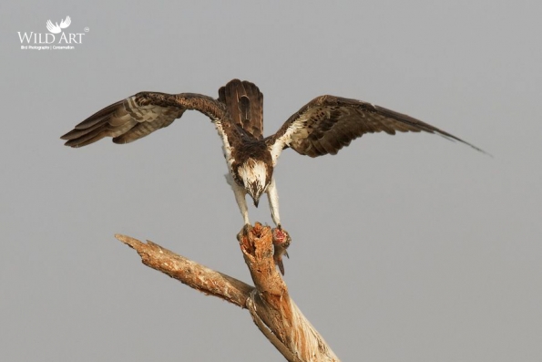 Ospreys (Pandionidae)
