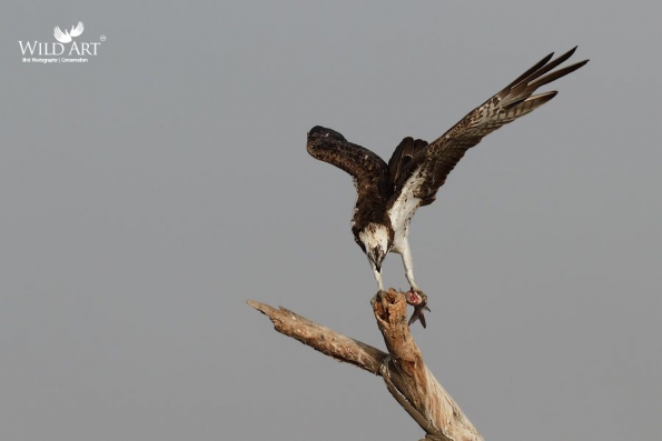 Ospreys (Pandionidae)