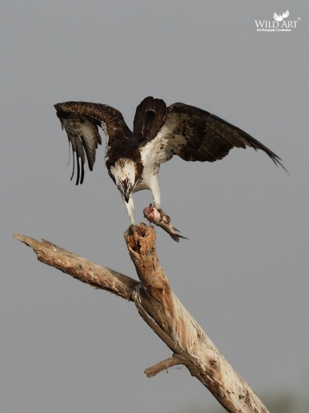 Ospreys (Pandionidae)