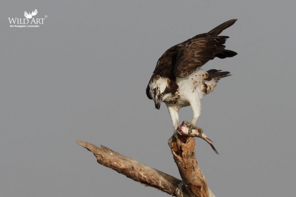 Ospreys (Pandionidae)