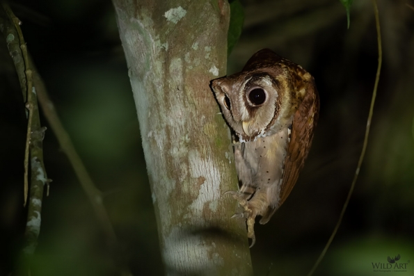 Owls (Tytonidae,Strigidae)