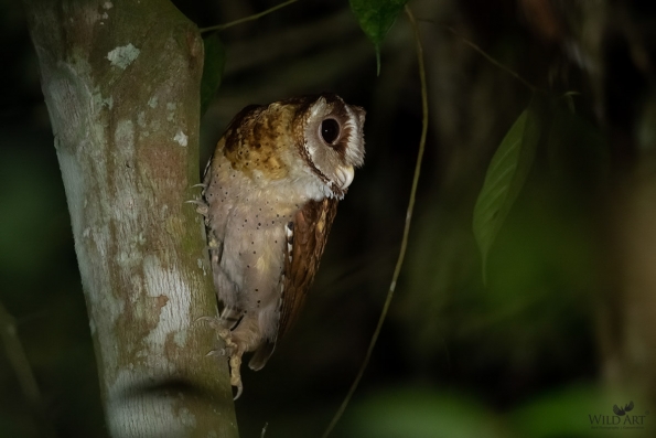 Owls (Tytonidae,Strigidae)