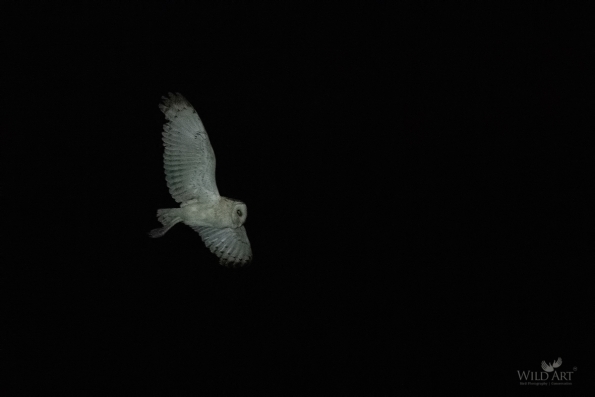 Owls (Tytonidae,Strigidae)