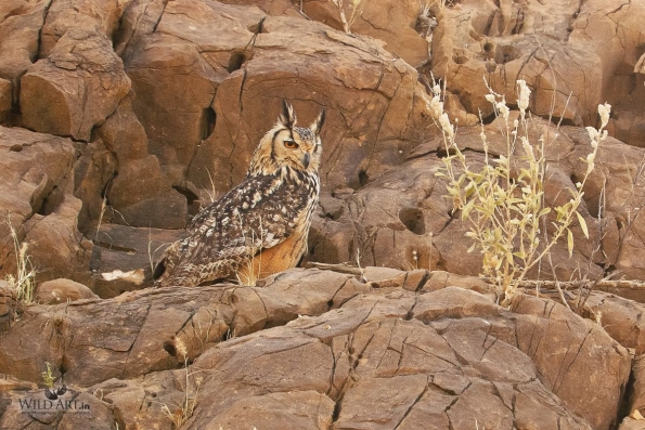 Owls (Tytonidae,Strigidae)