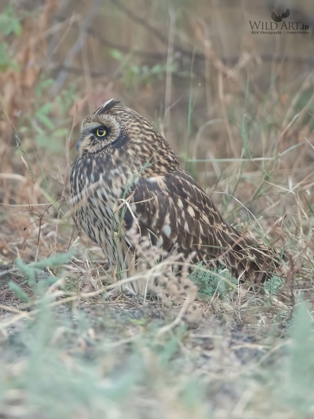 Owls (Tytonidae,Strigidae)