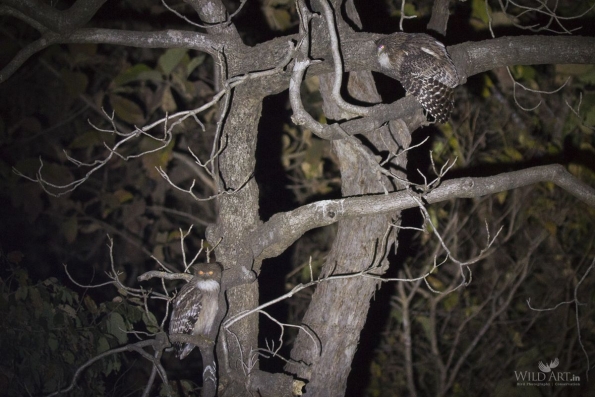 Owls (Tytonidae,Strigidae)