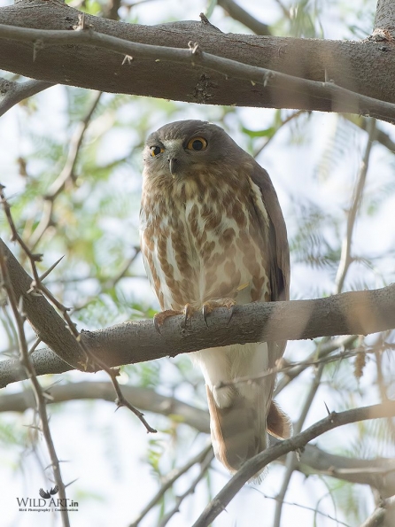 Owls (Tytonidae,Strigidae)