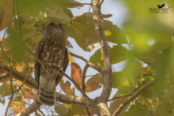 Owls (Tytonidae,Strigidae)