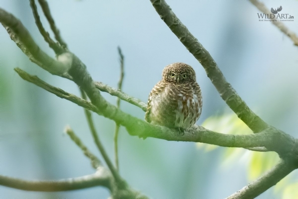 Owls (Tytonidae,Strigidae)