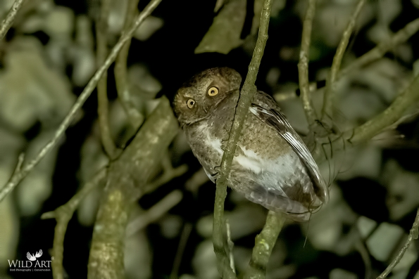 Owls (Tytonidae,Strigidae)