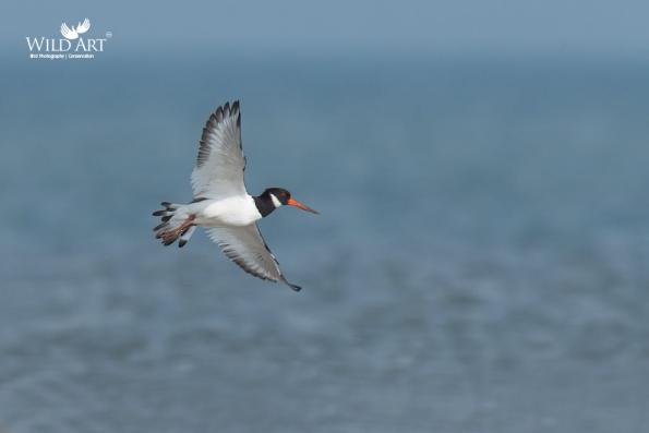 Oystercatchers (Haematopodidae)