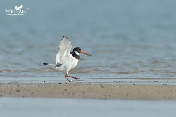Oystercatchers (Haematopodidae)