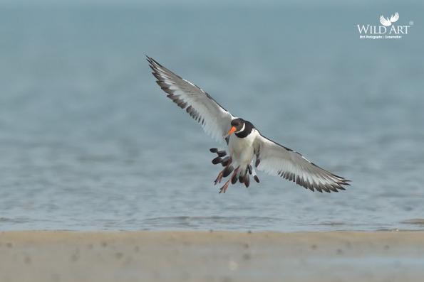 Oystercatchers (Haematopodidae)